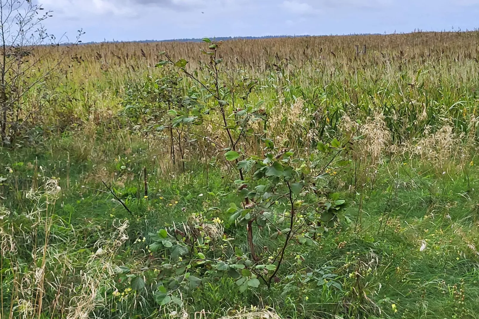 8 persoons vakantie huis in Ulfborg-Niet-getagd