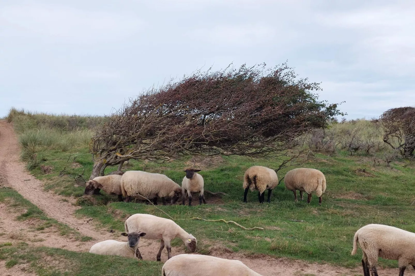 8 persoons vakantie huis in Hjørring-Niet-getagd
