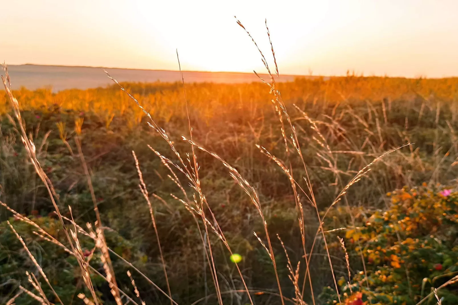 12 persoons vakantie huis in Rømø-Niet-getagd