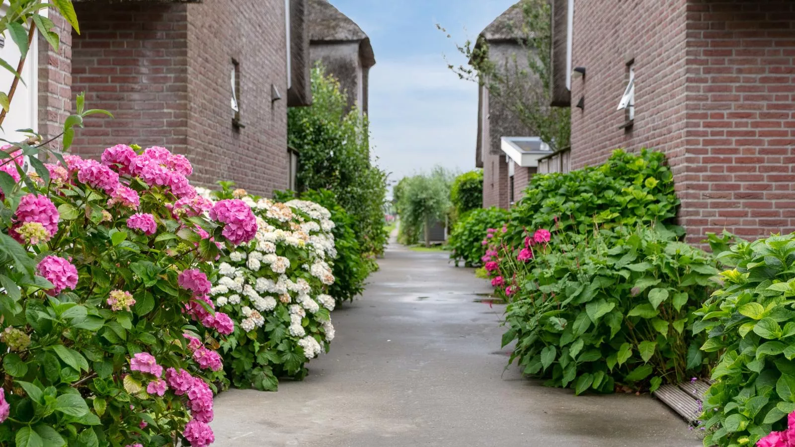 Zwaan 24-7-Gebieden zomer 1km