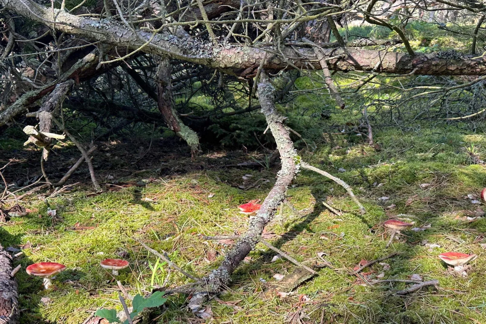 8 persoons vakantie huis in Melby-By Traum-Niet-getagd