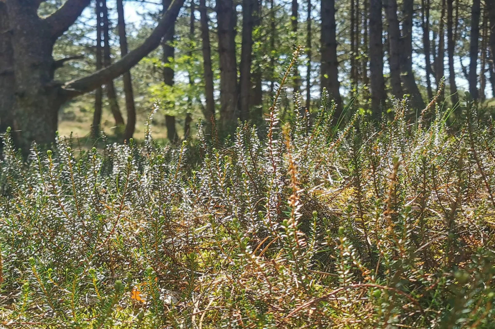 6 persoons vakantie huis in Rømø-By Traum-Niet-getagd