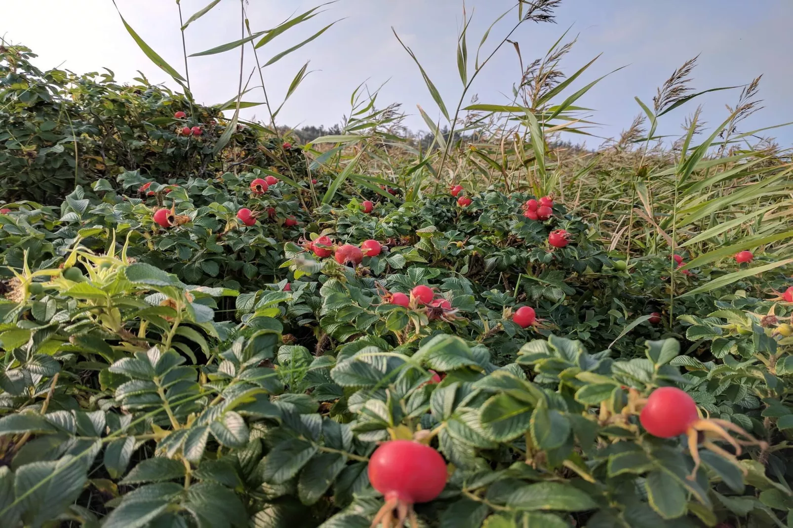 9 persoons vakantie huis in Hurup Thy-By Traum-Niet-getagd