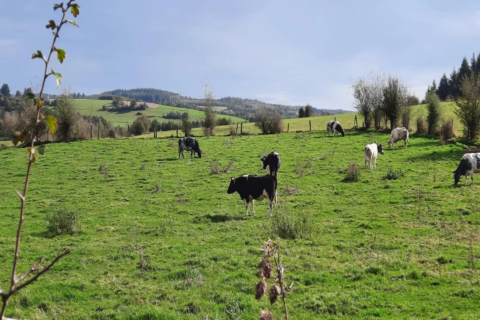 Honnay-Gebieden zomer 1km