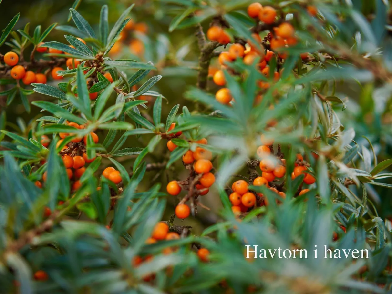 "Elle" - 50m from the sea-Binnen