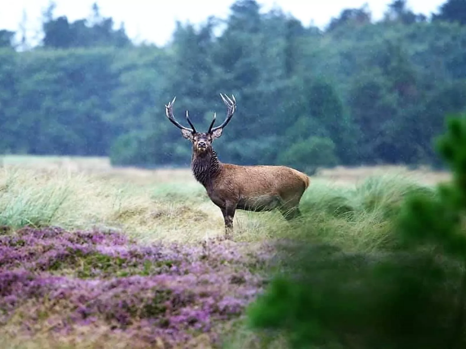 "Elsa" - 700m from the sea-Buiten