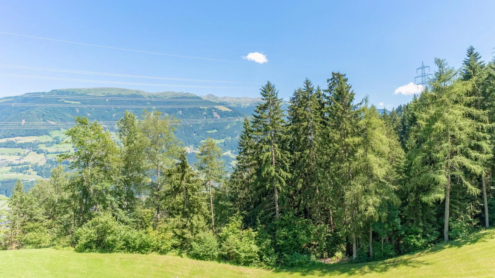 Alpenrose und Edelweiss-Uitzicht zomer