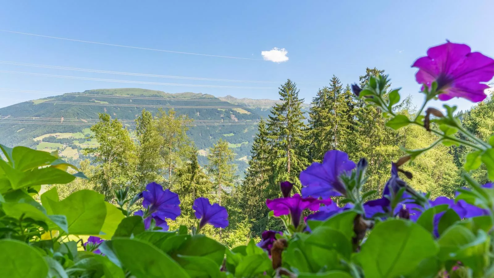 Alpenrose und Edelweiss-Sfeer