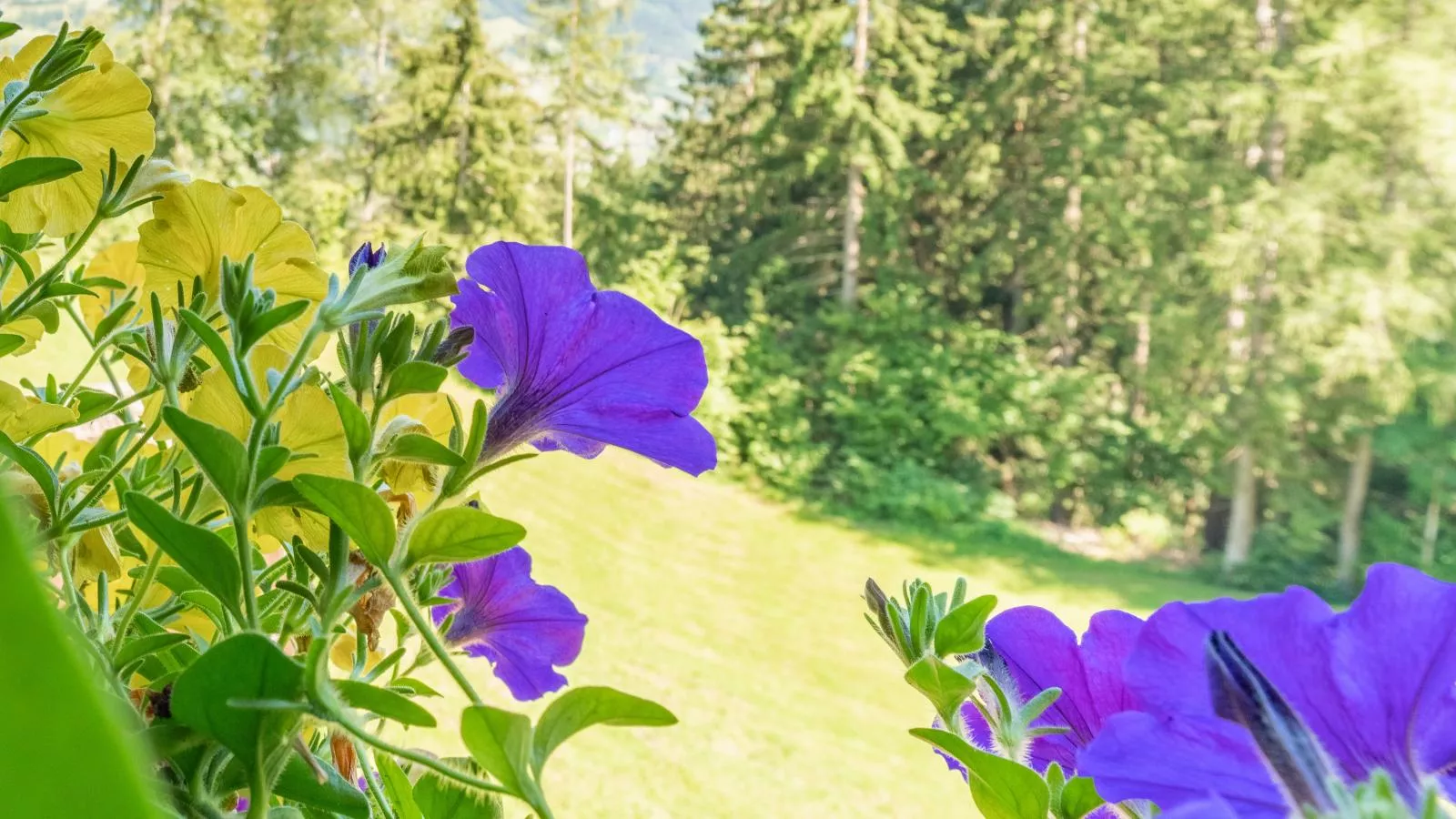 Alpenrose und Edelweiss-Sfeer