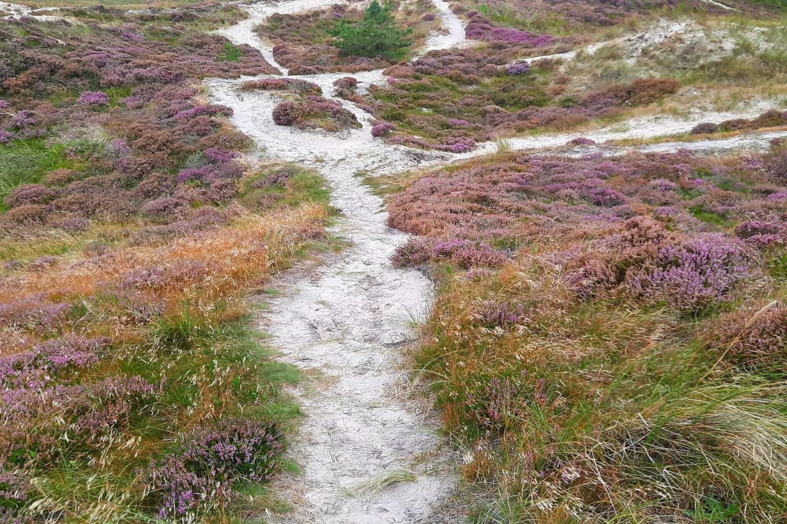 5-sterren vakantiehuis in Henne Beach-Niet-getagd