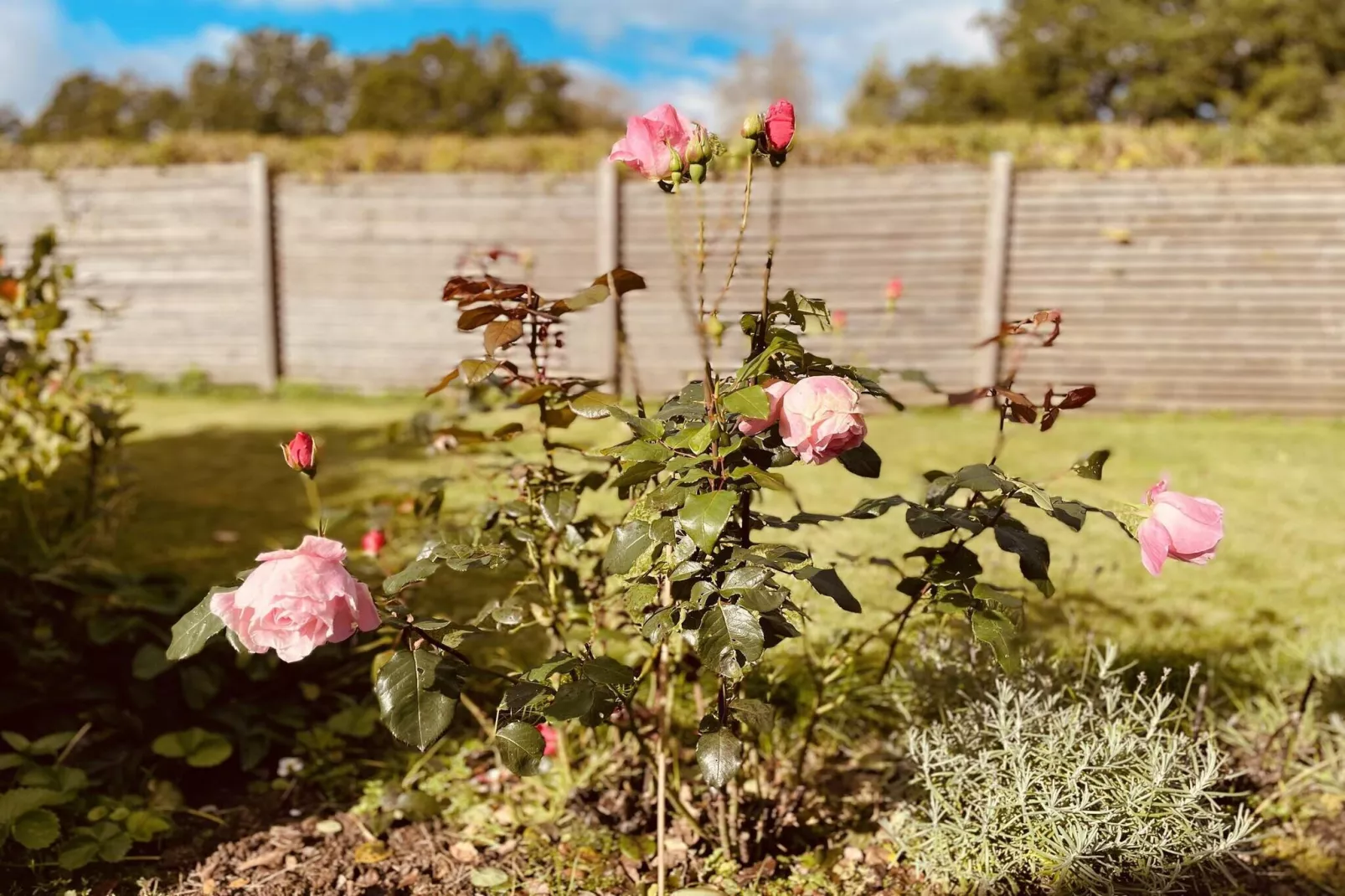 4 sterren vakantie huis in TVÄRRED-Buitenlucht