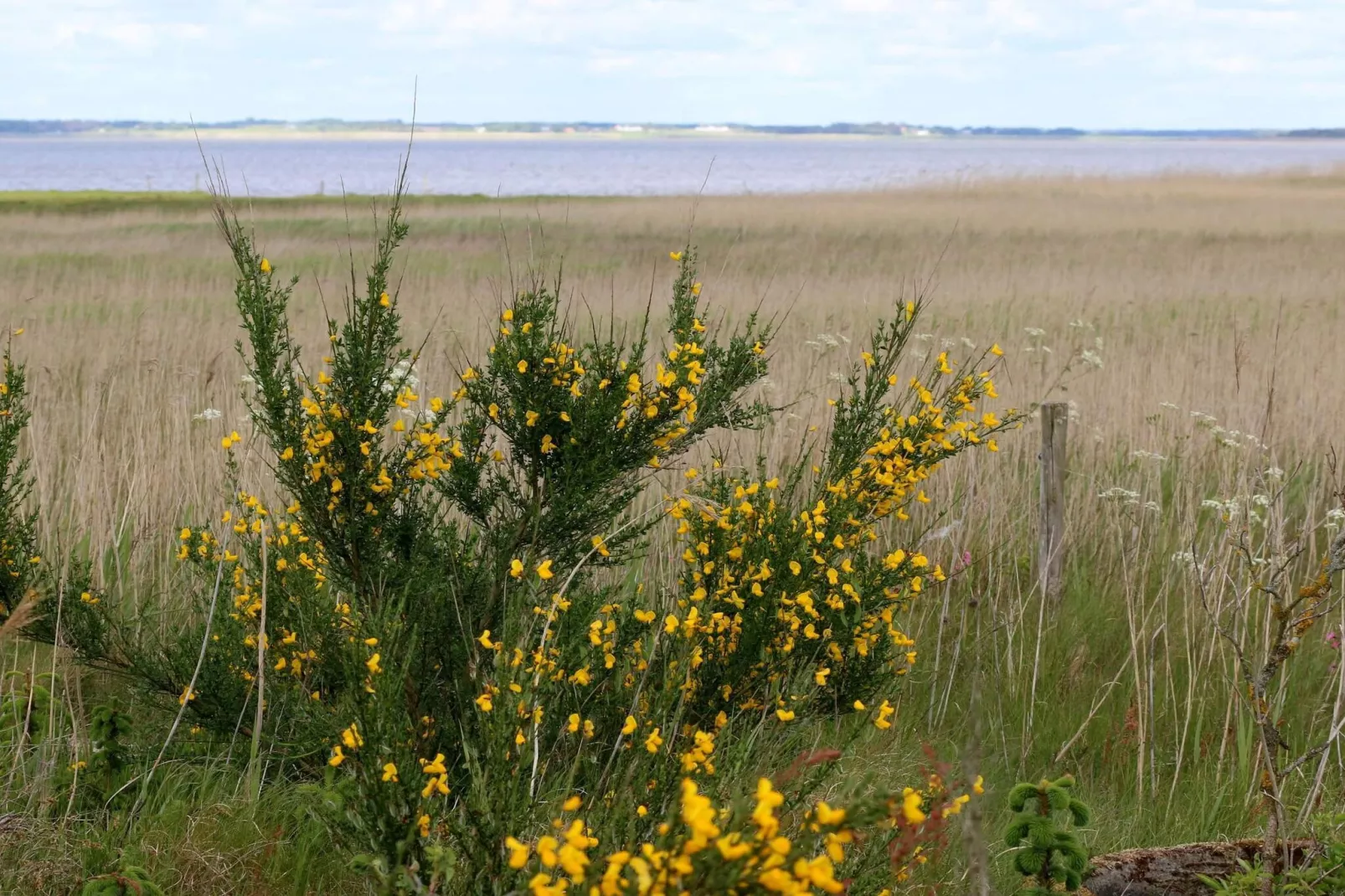 Kustsereniteit bij Henne Strand-By Traum-Niet-getagd