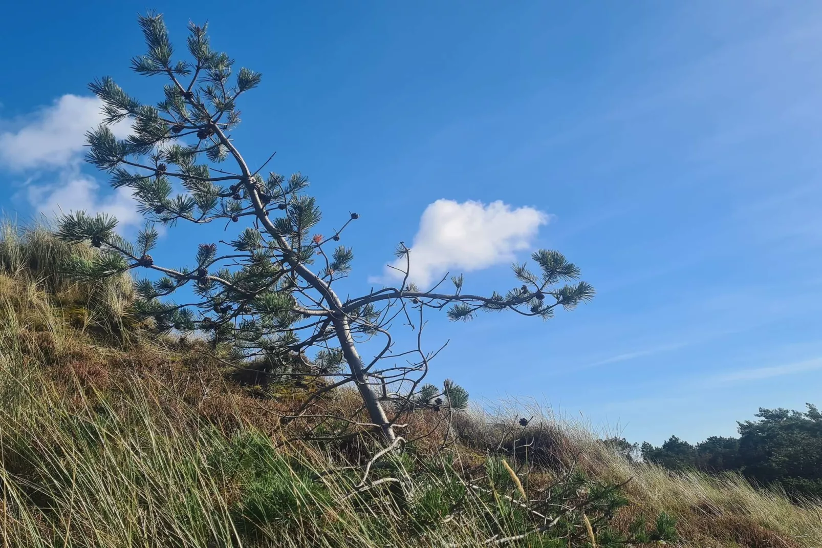 Rustiek rietgedekt huis op Romo-By Traum-Niet-getagd