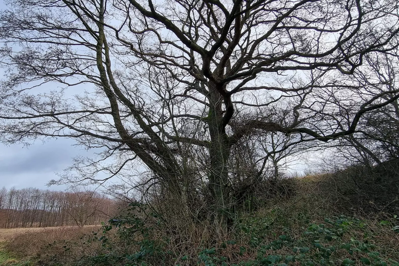 6 persoons vakantie huis in Ebeltoft-Niet-getagd