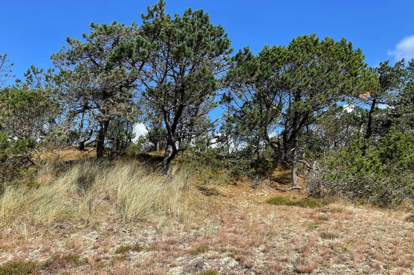 6 persoons vakantie huis in Nørre Nebel-Niet-getagd