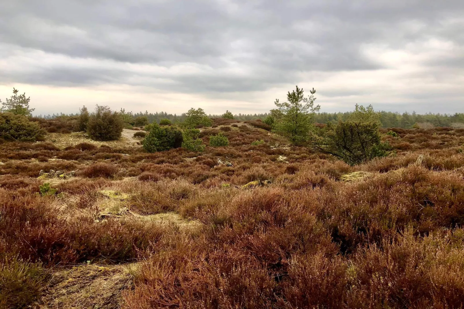 5 persoons vakantie huis in Hovborg-Niet-getagd