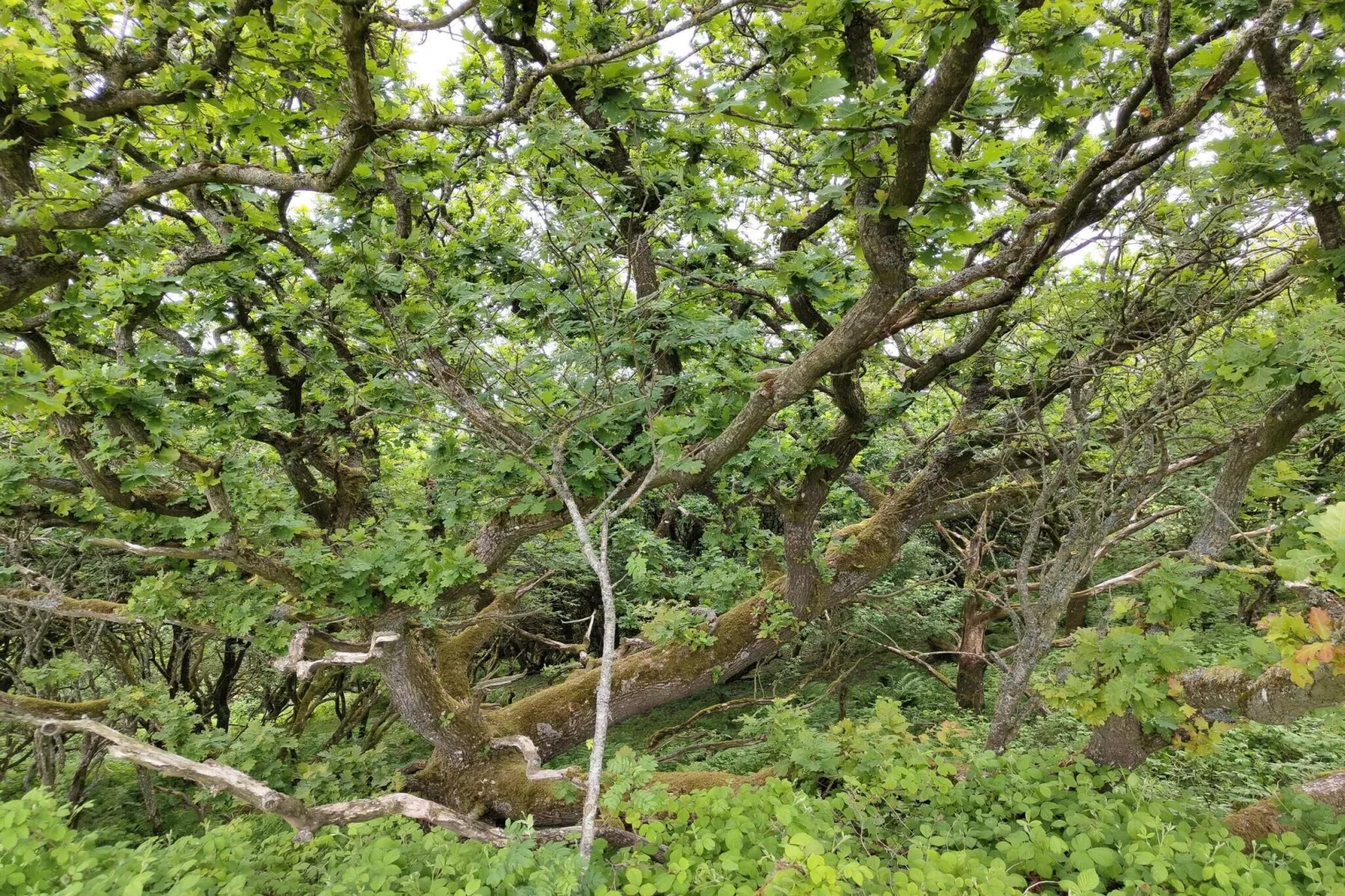 6 persoons vakantie huis in Spøttrup-By Traum-Niet-getagd