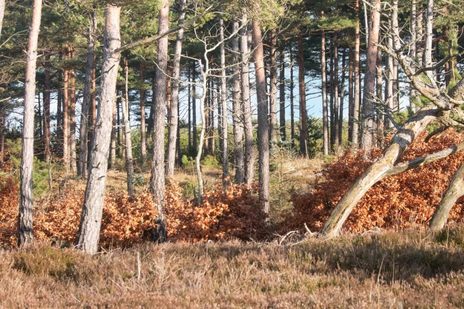 4 persoons vakantie huis in Oksbøl-By Traum-Niet-getagd