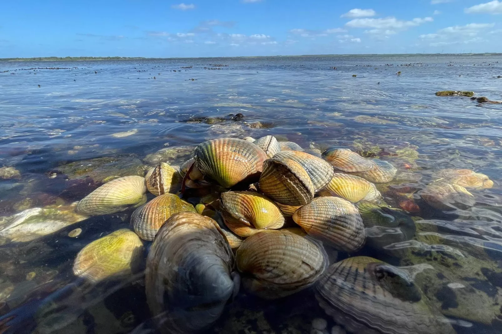 4 persoons vakantie huis in Snedsted-By Traum-Waterzicht