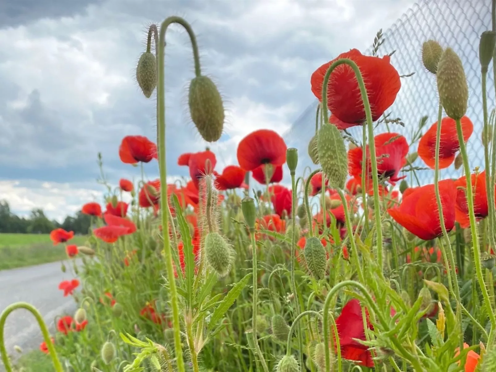 "Askan" - 200m from the sea-Buiten