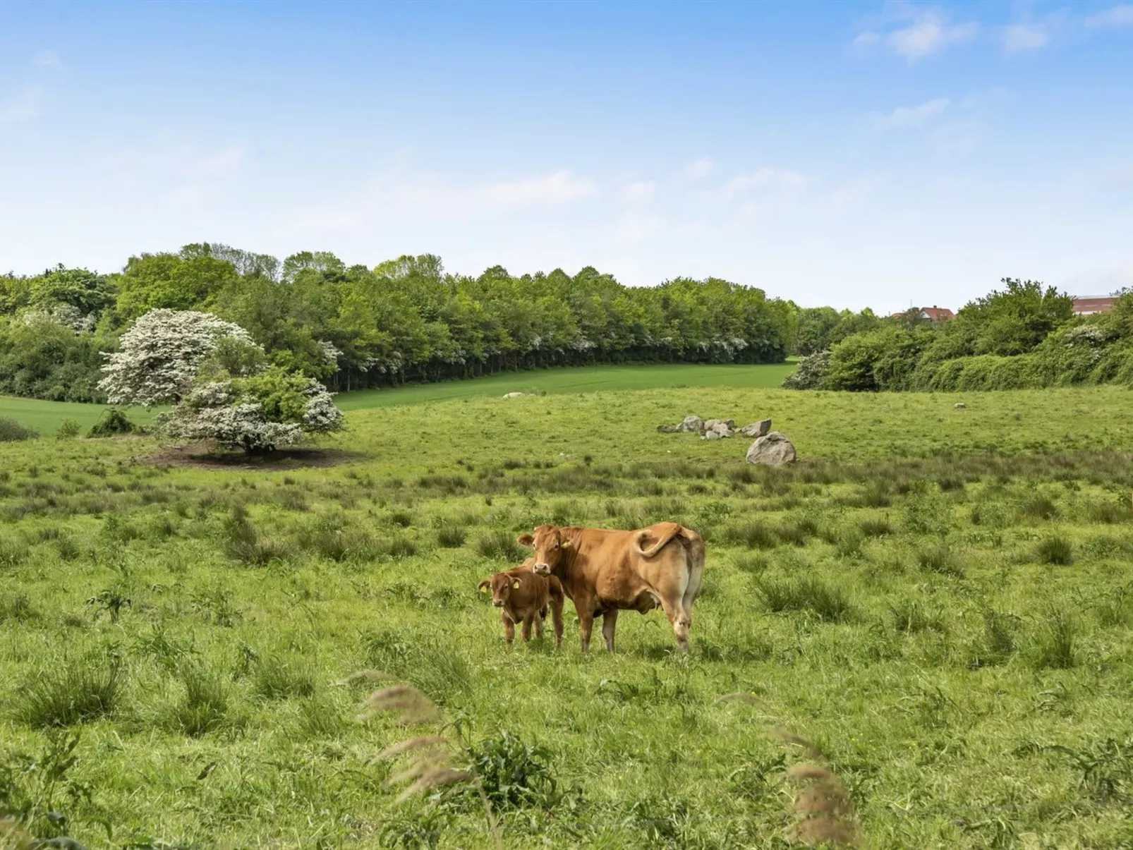 "Sigbritt" - 100m from the sea-Buiten