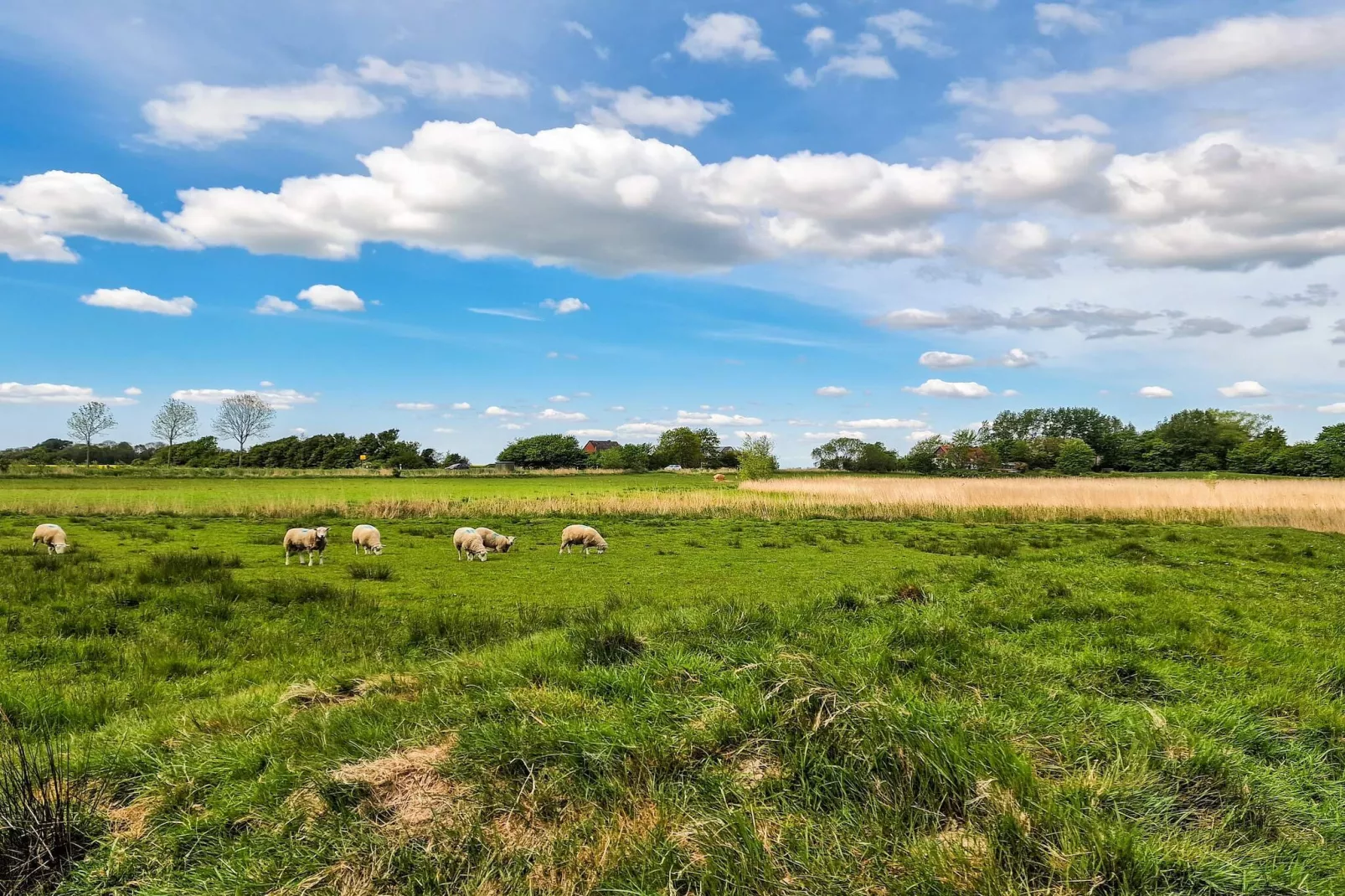 4 persoons vakantie huis in Tønder-By Traum-Buitenlucht