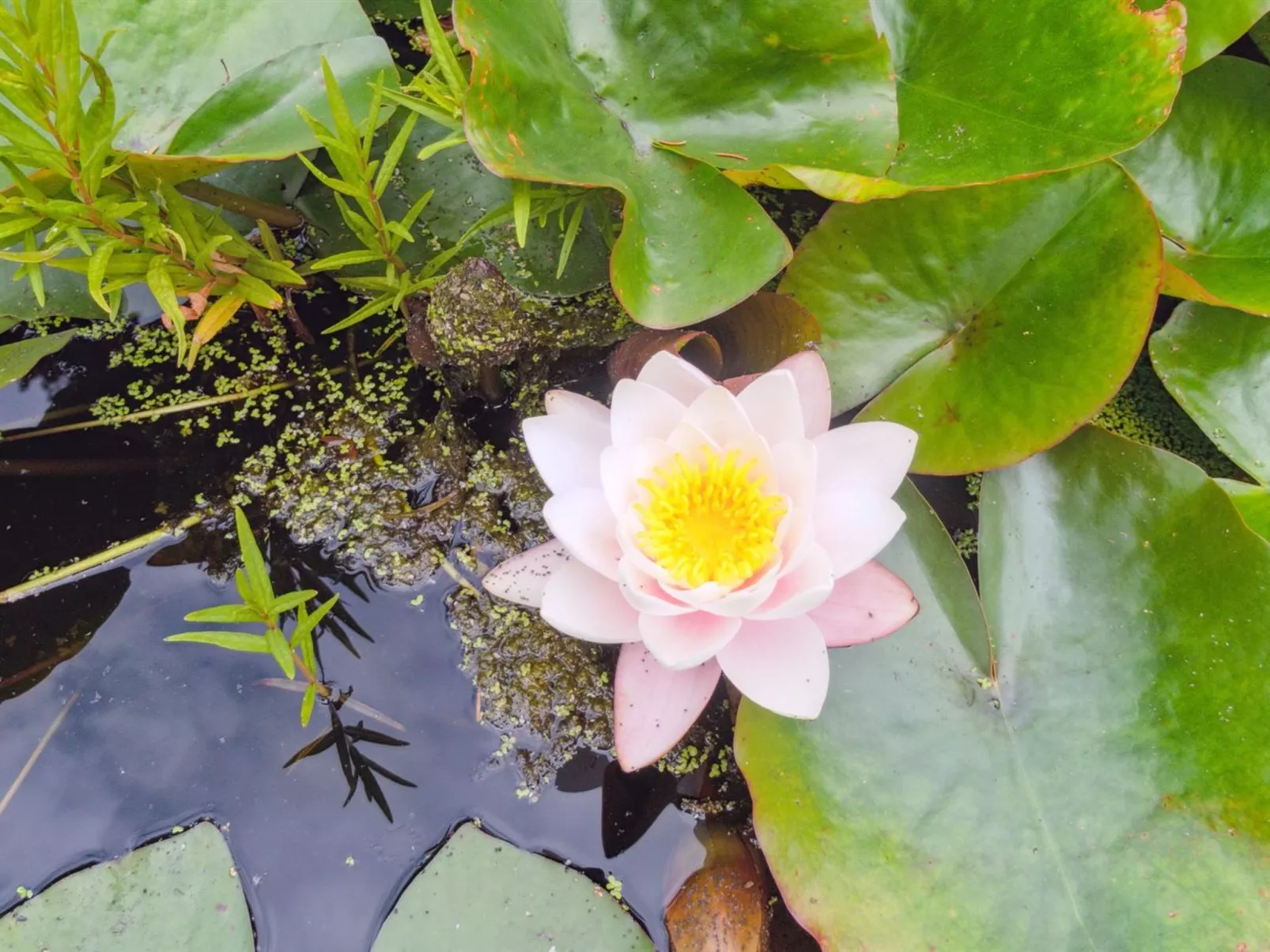 "Randulf" - 250m from the sea-Buiten