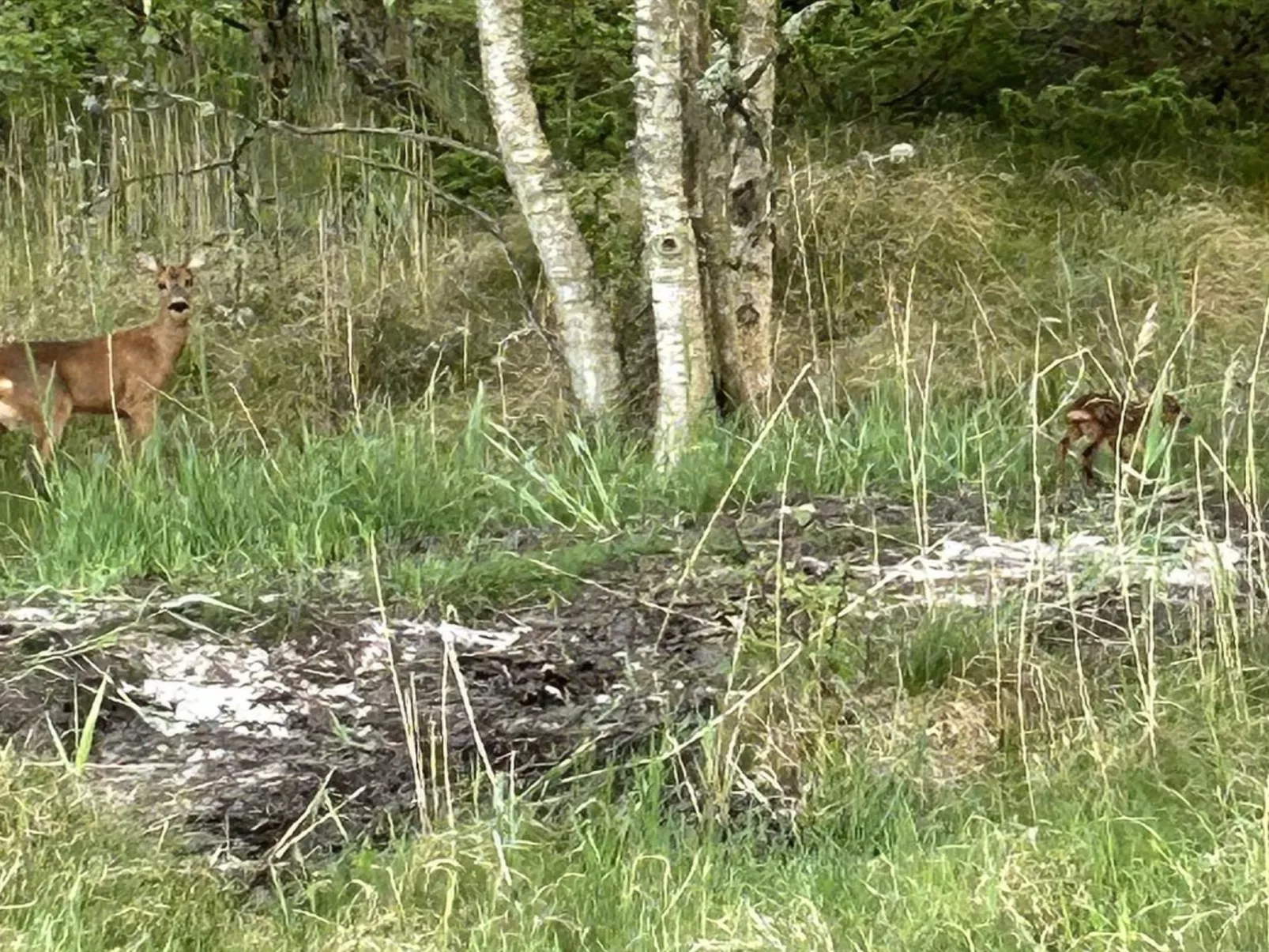 "Thorbiorn" -  from the sea-Buiten