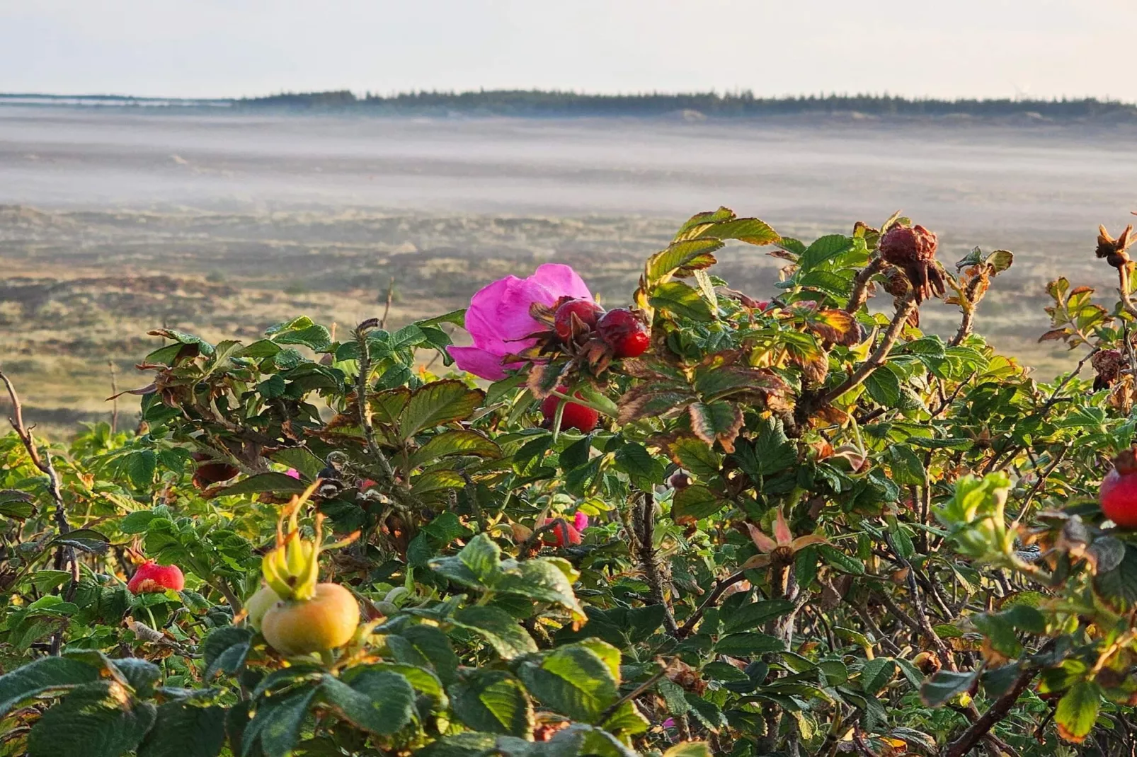 5-sterren vakantiehuis in Henne Beach-Niet-getagd