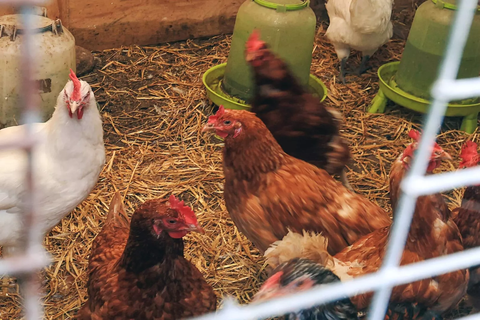 4 sterren vakantie huis in Asaa-Niet-getagd