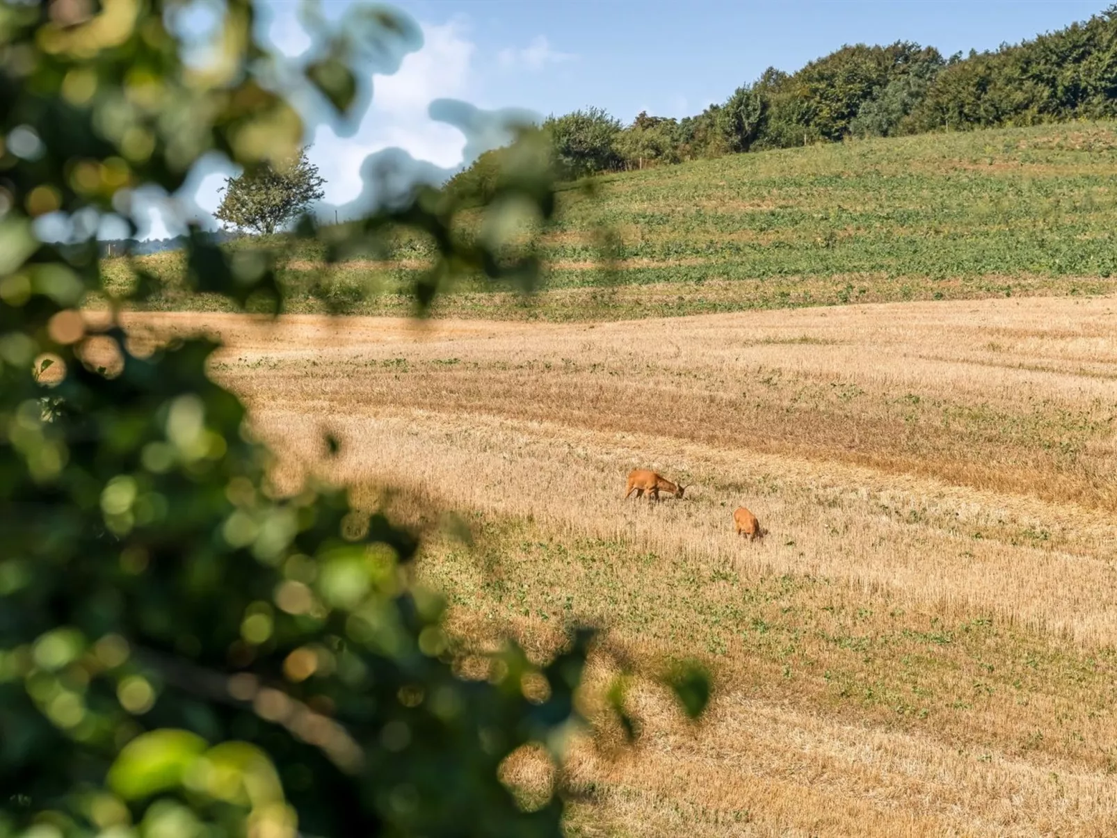 "Berner" - 500m to the fjord-Buiten