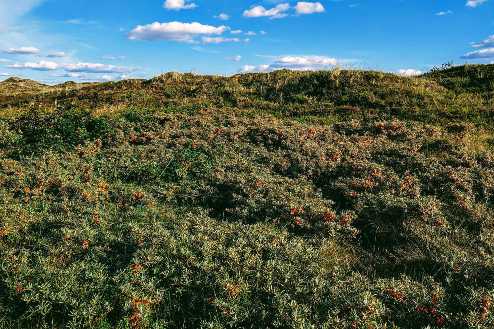 6 persoons vakantie huis in Nørre Nebel-Niet-getagd