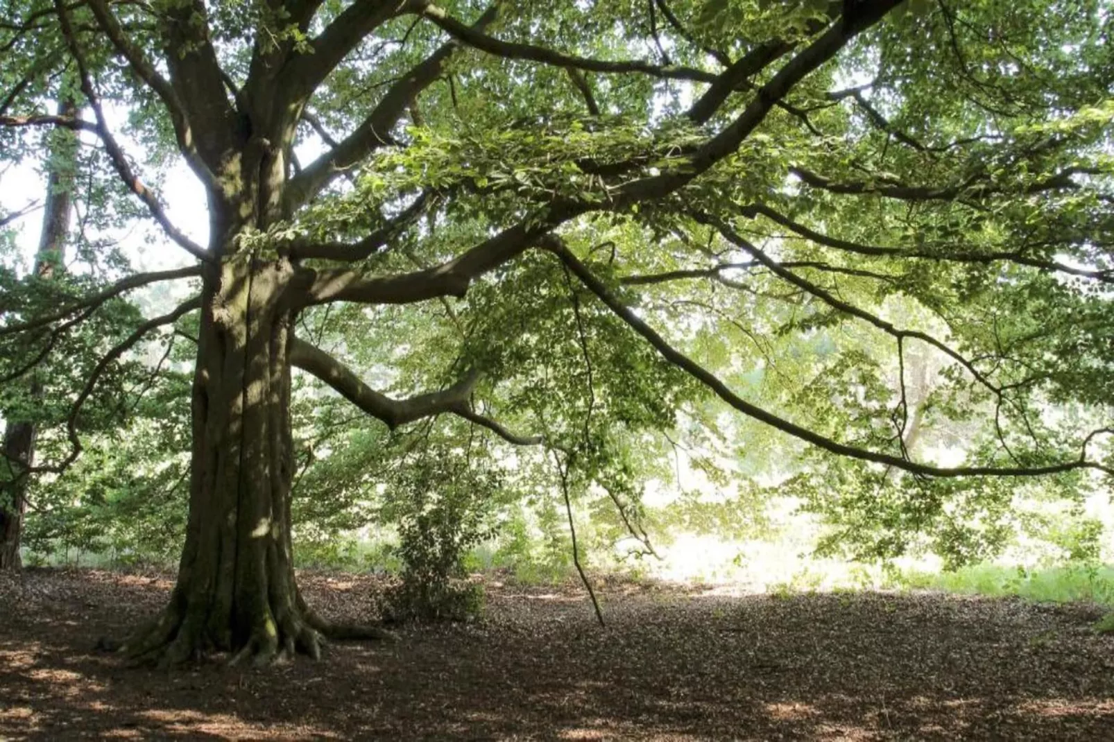 Bospark Markelo 1-Gebieden zomer 20km