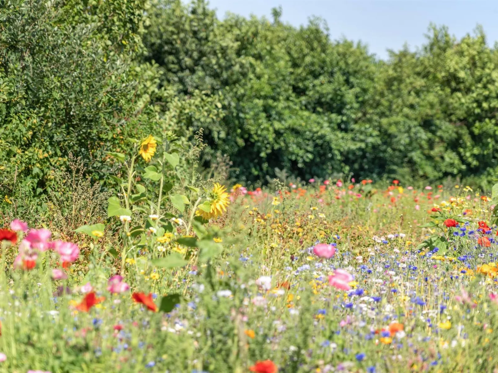 "Richard" - 4km from the sea-Buiten