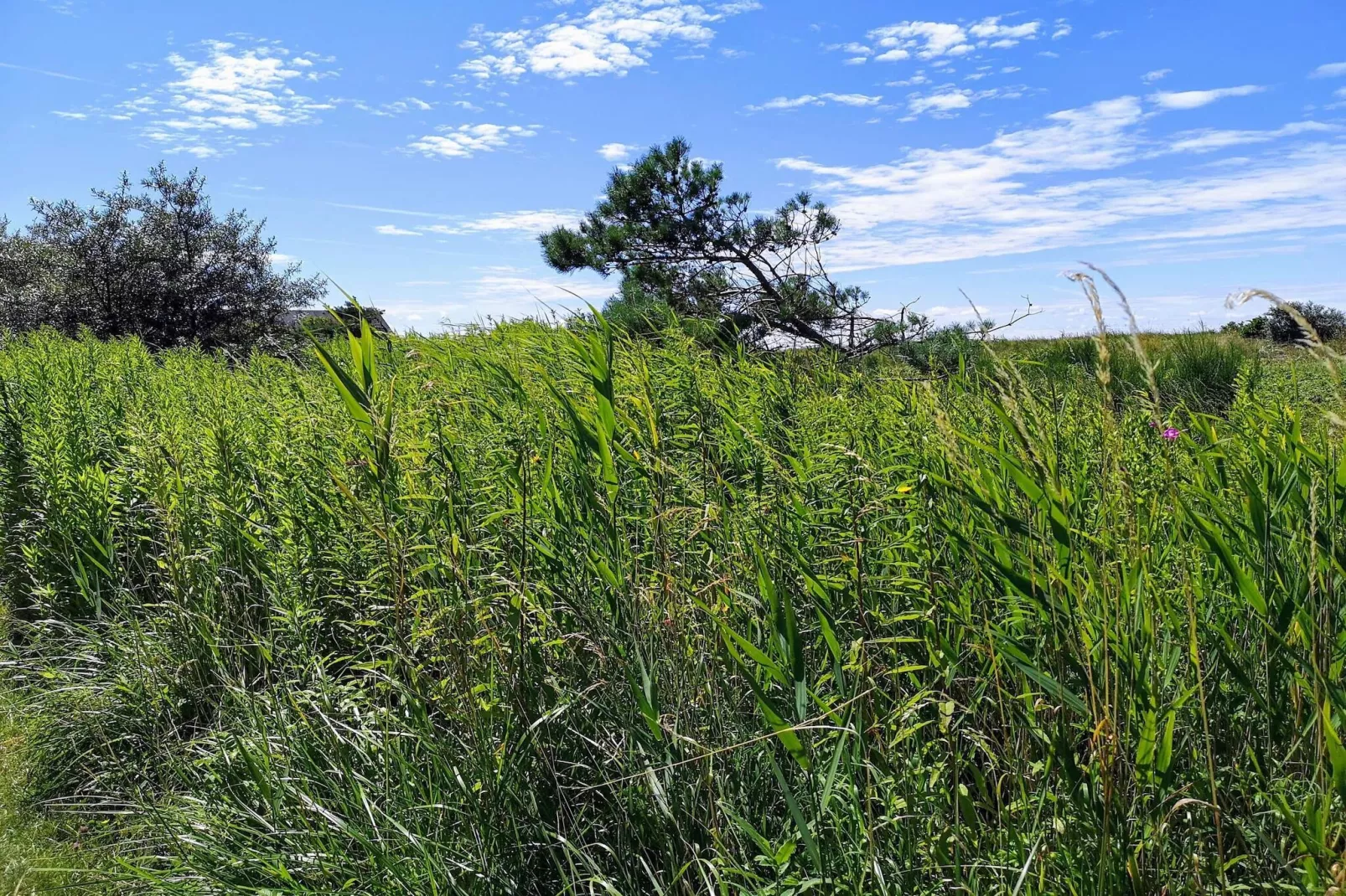 3 persoons vakantie huis in Karrebæksminde-Niet-getagd