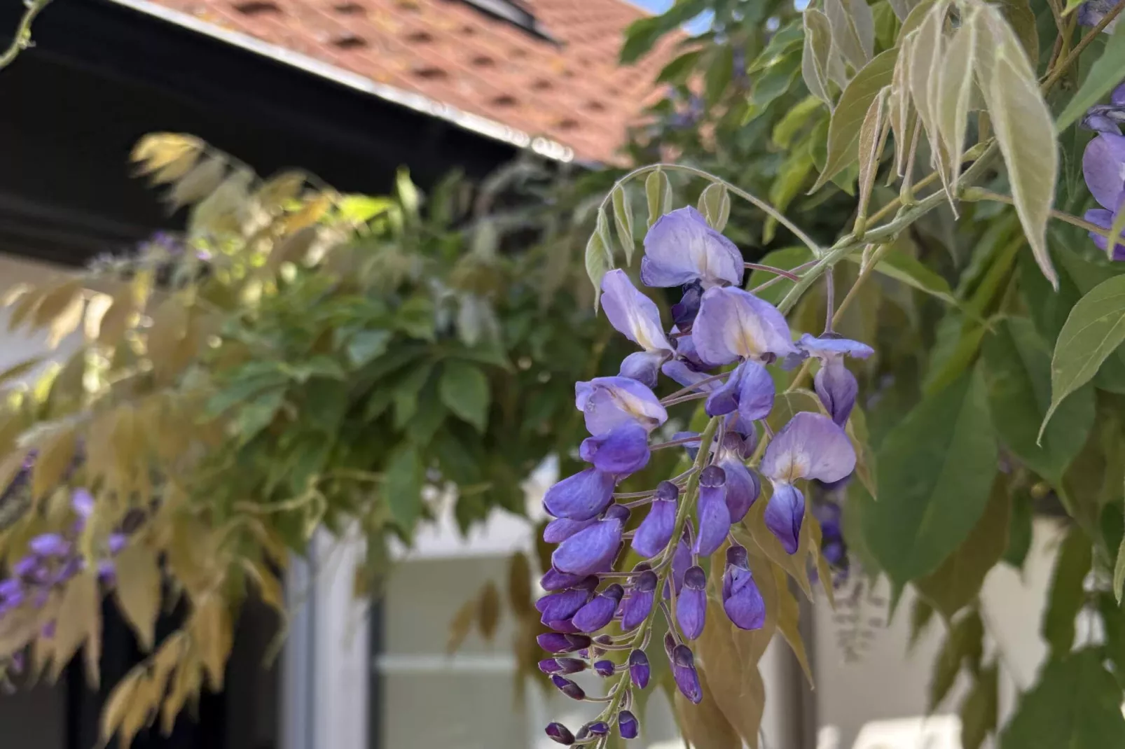 5 sterren vakantie huis in Löderup-Buitenlucht