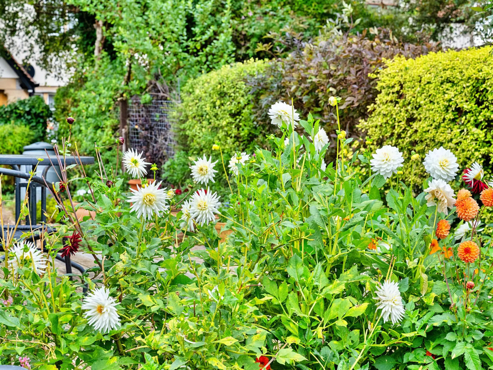 Clematis Cottage-Buiten