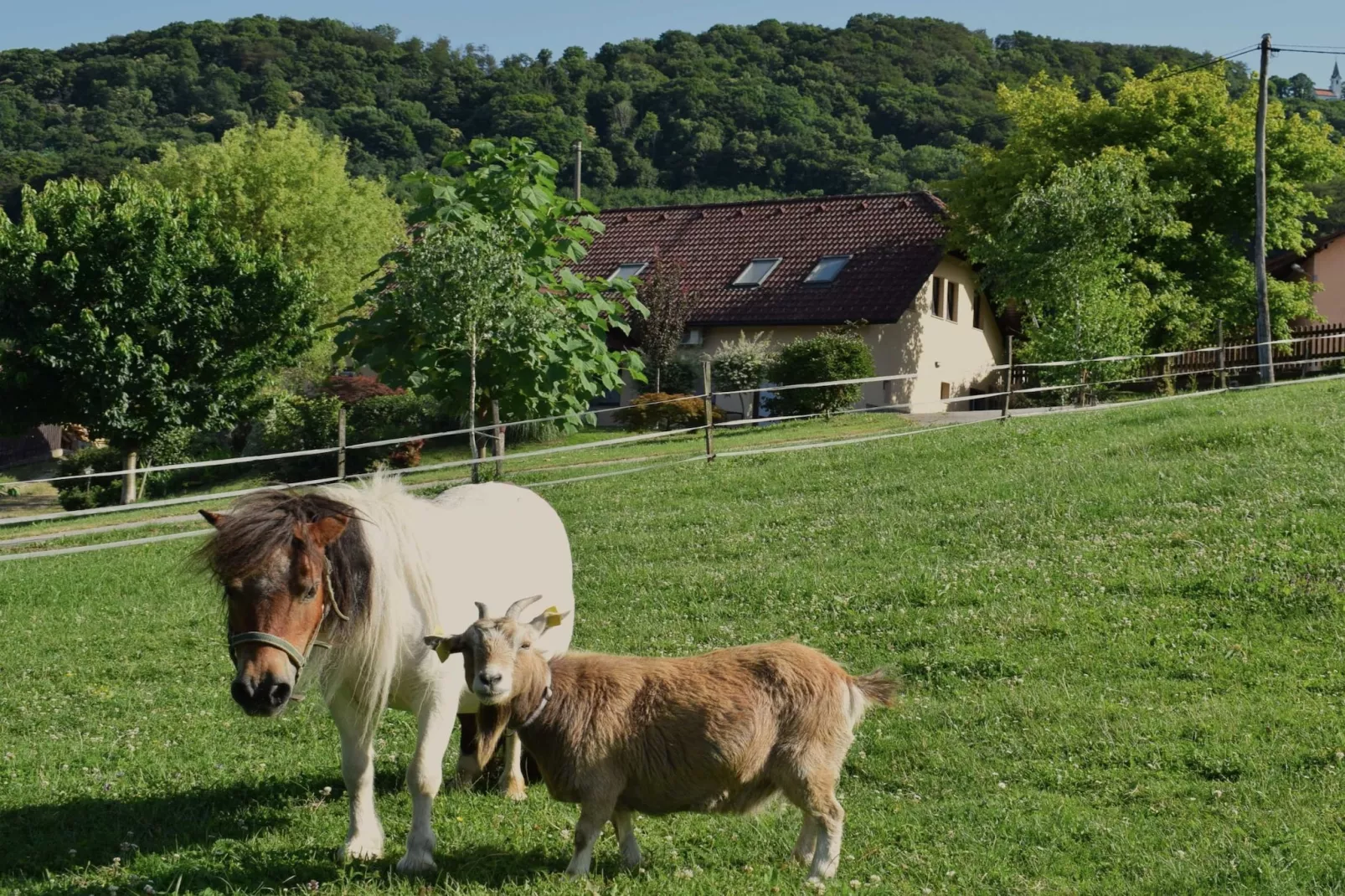Zevnik Quiet Retreat with Stunning Views and Equestrian Activities  - Double Room with Private Bathroom-Buitenlucht
