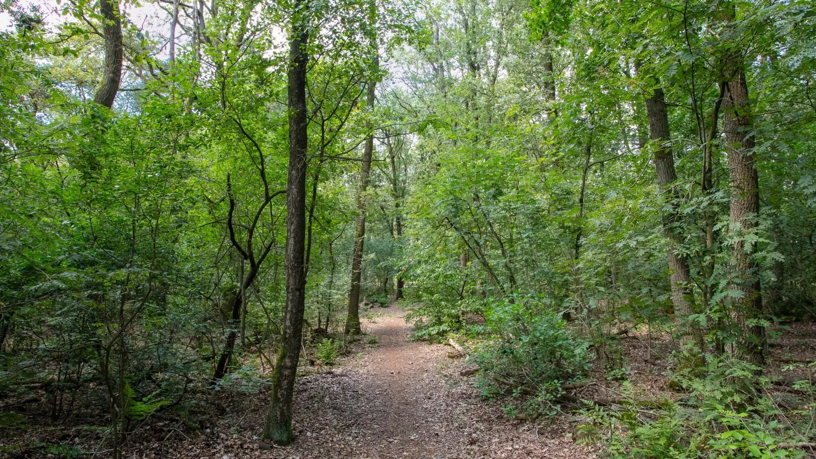 Bij ons Tinie-Gebieden zomer 5km