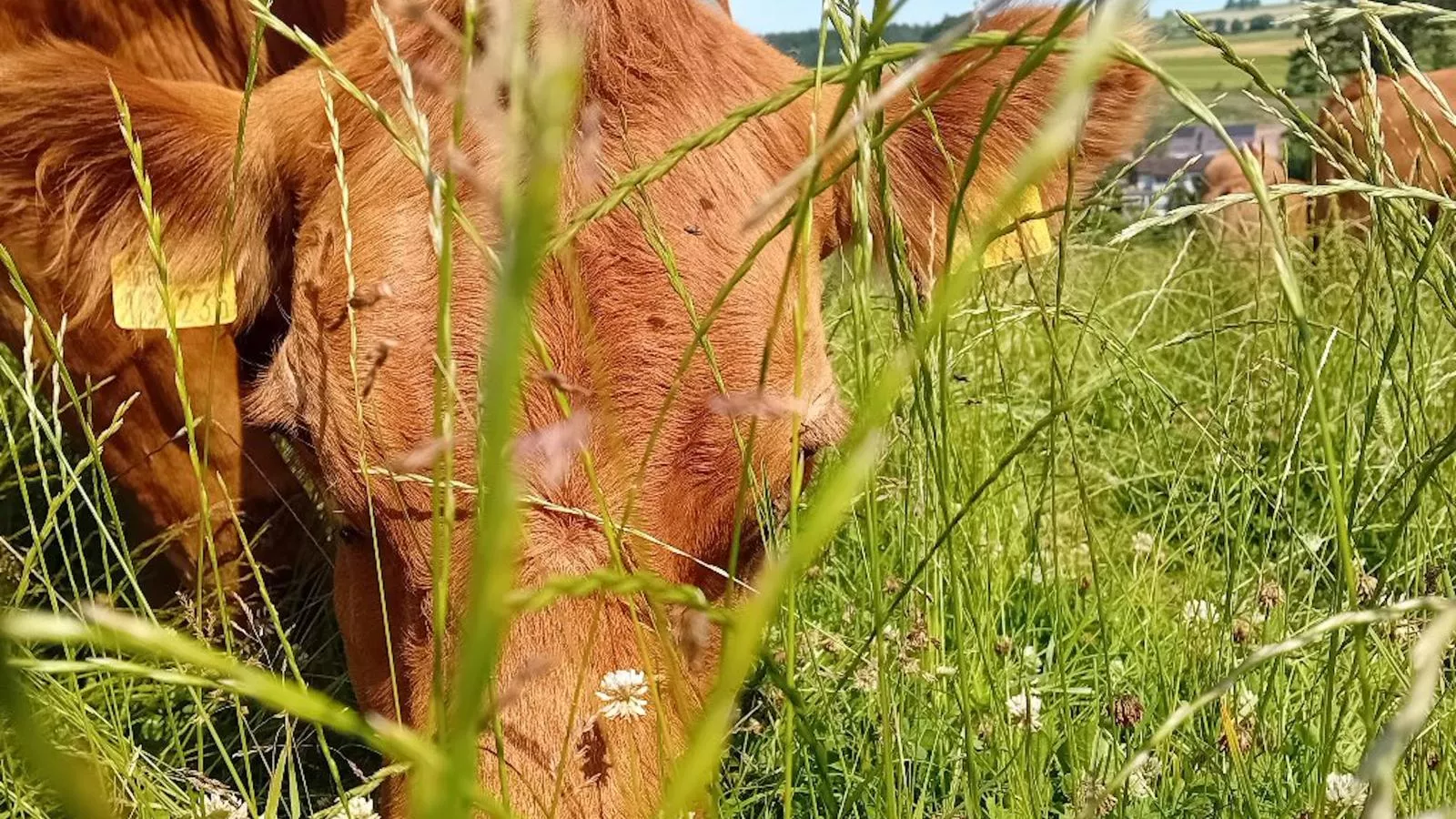 Waldacher Hof-Faciliteiten