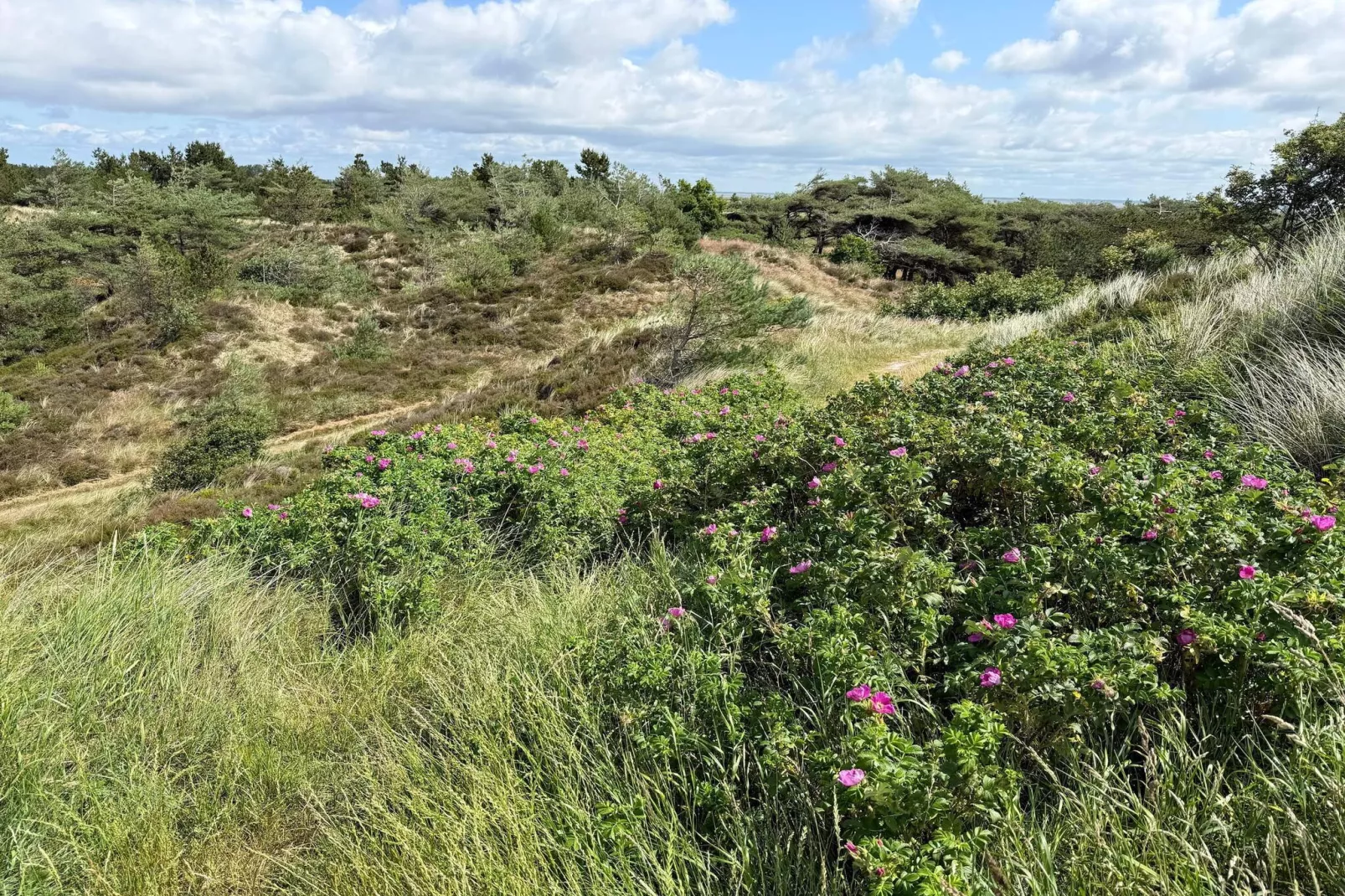 Rustiek rietgedekt huis op Romo-By Traum-Niet-getagd