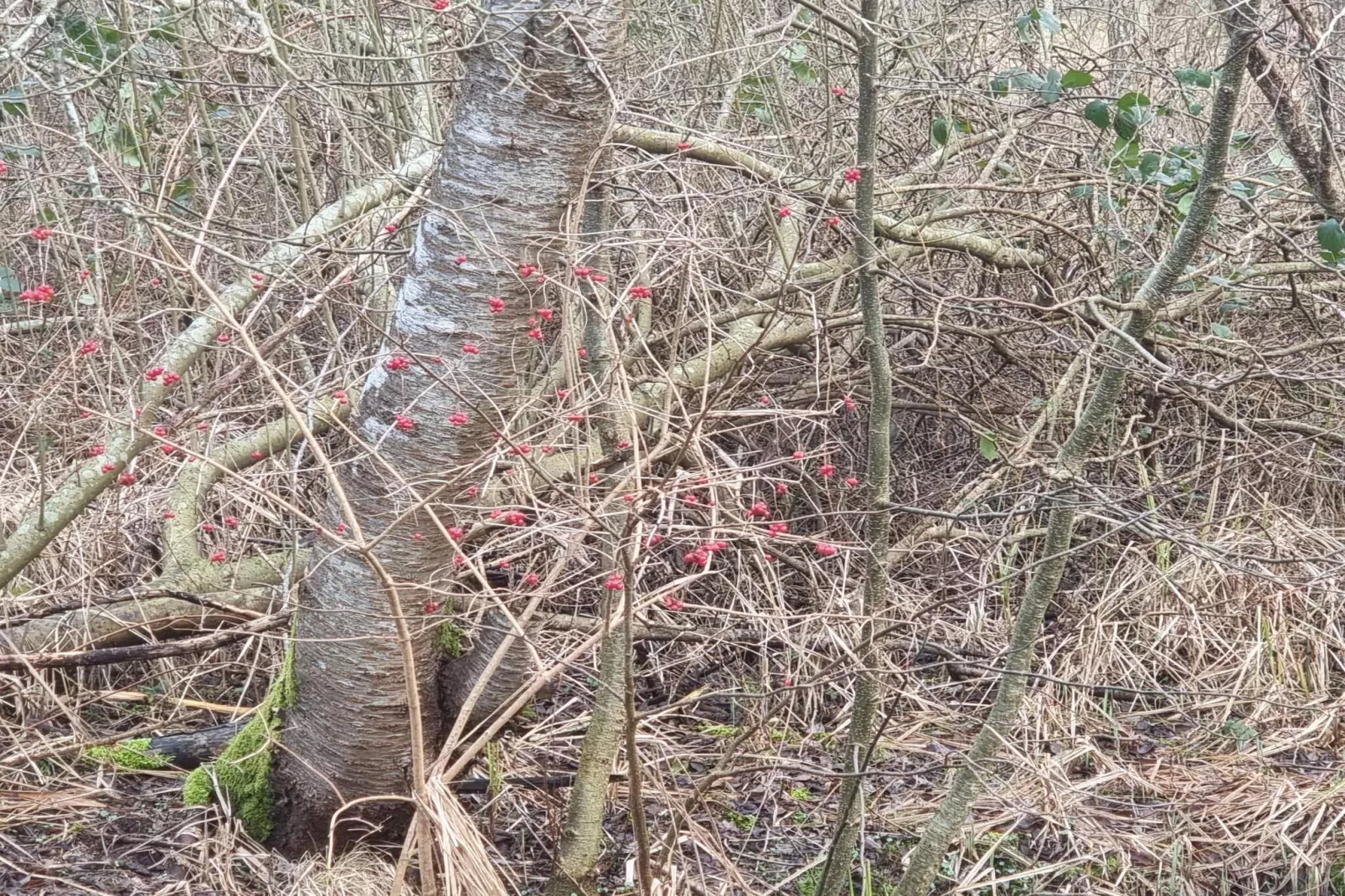6 persoons vakantie huis in Ebeltoft-Niet-getagd