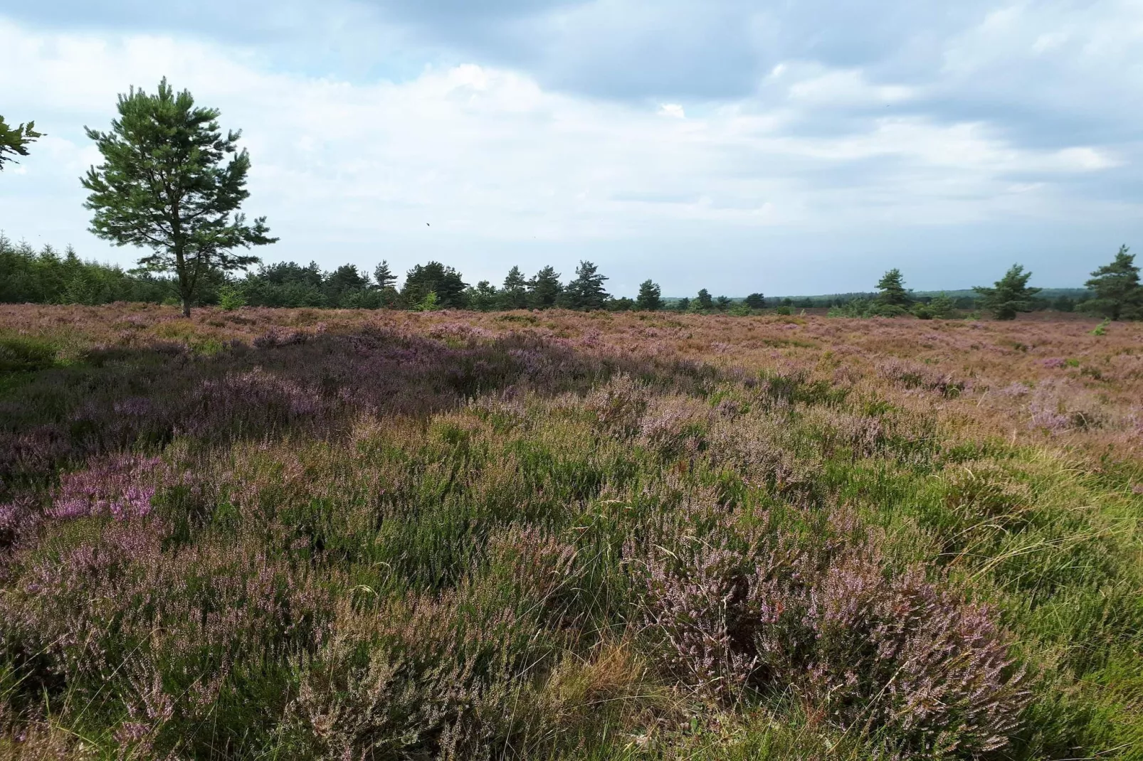 6 persoons vakantie huis in Hovborg-By Traum-Niet-getagd