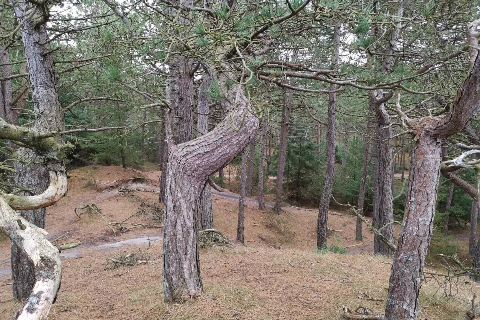 4 persoons vakantie huis in Oksbøl-By Traum-Niet-getagd