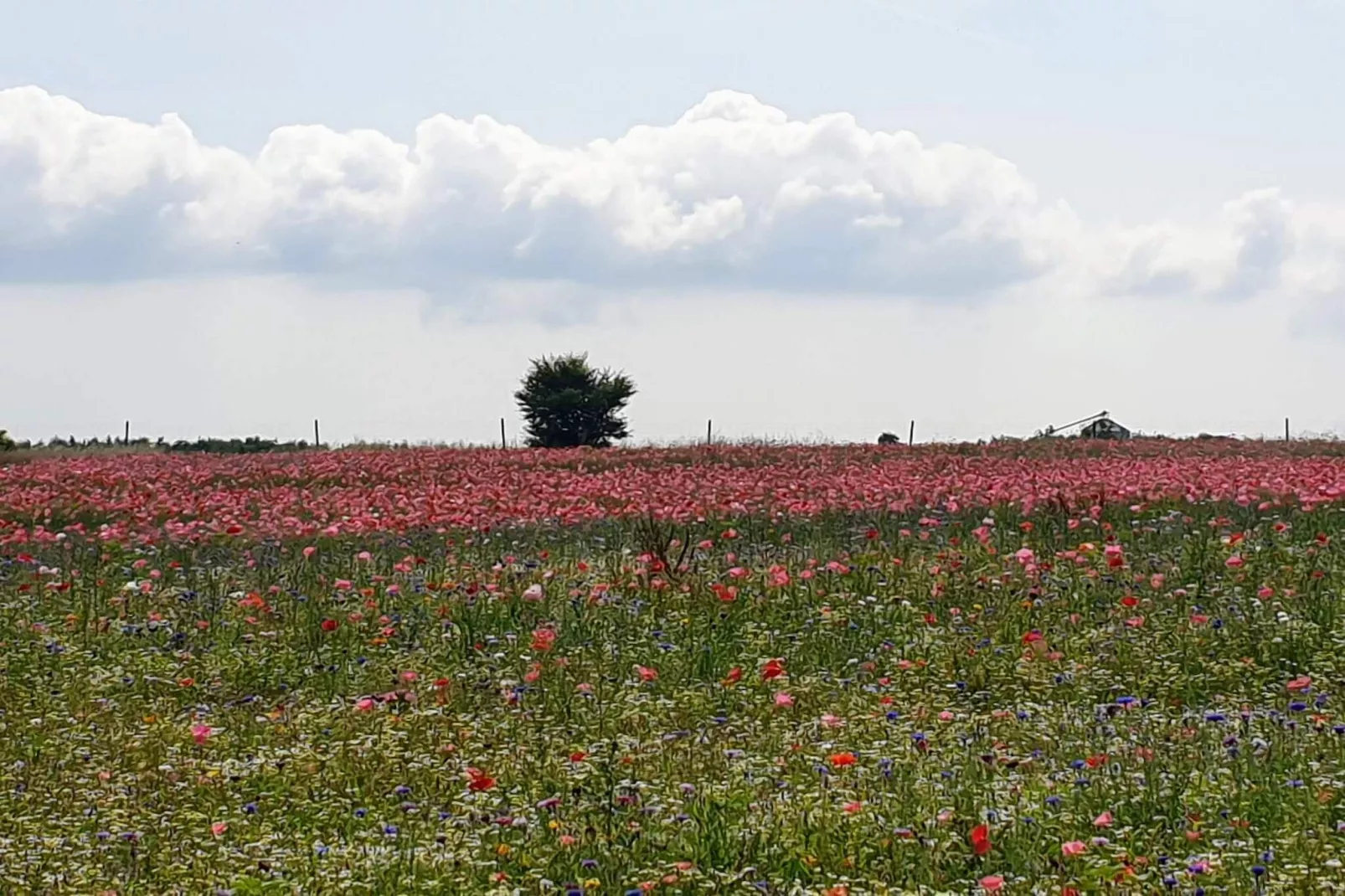 6 persoons vakantie huis in Hejls-By Traum-Niet-getagd