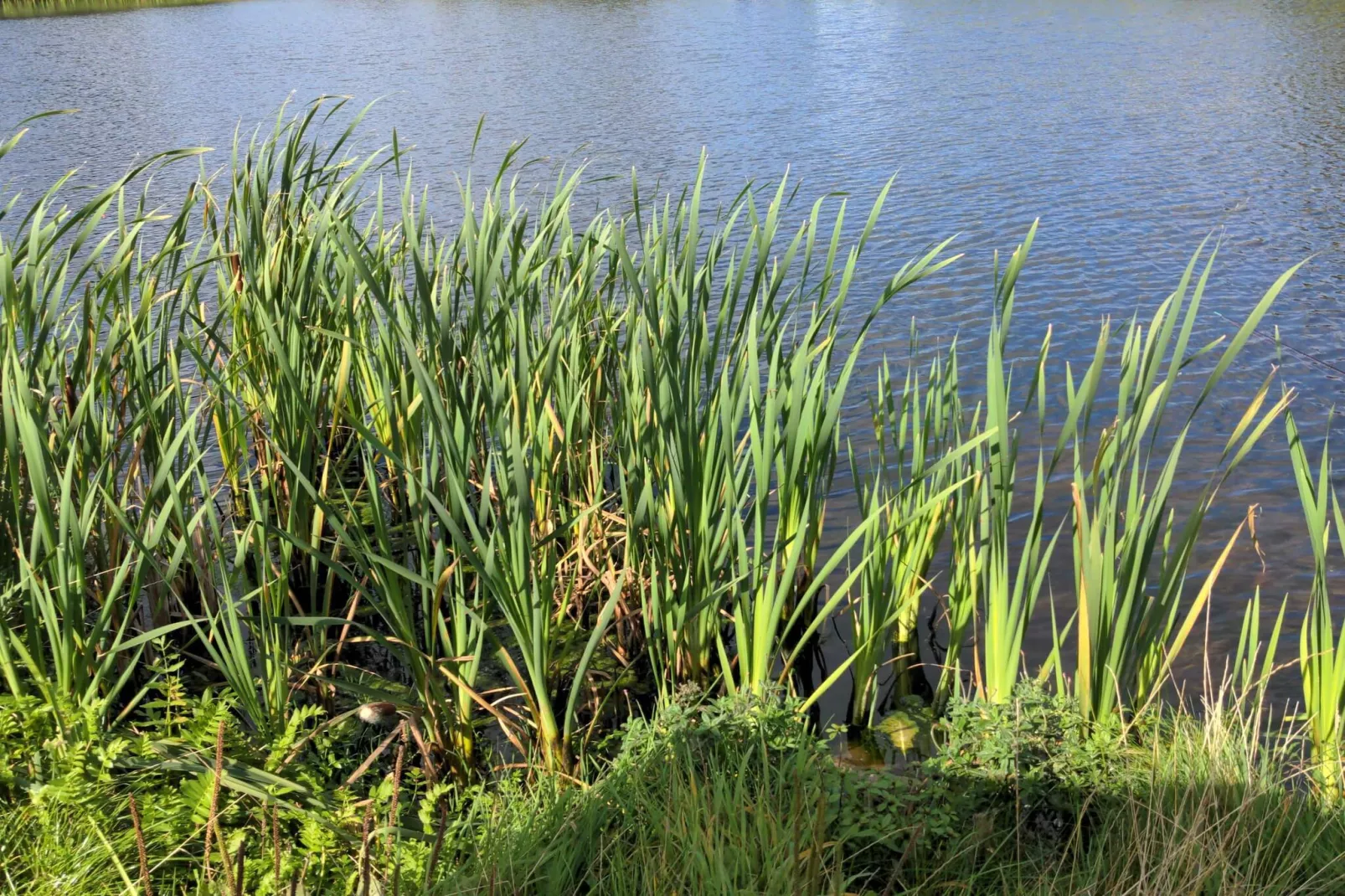 8 persoons vakantie huis in Skals-Waterzicht