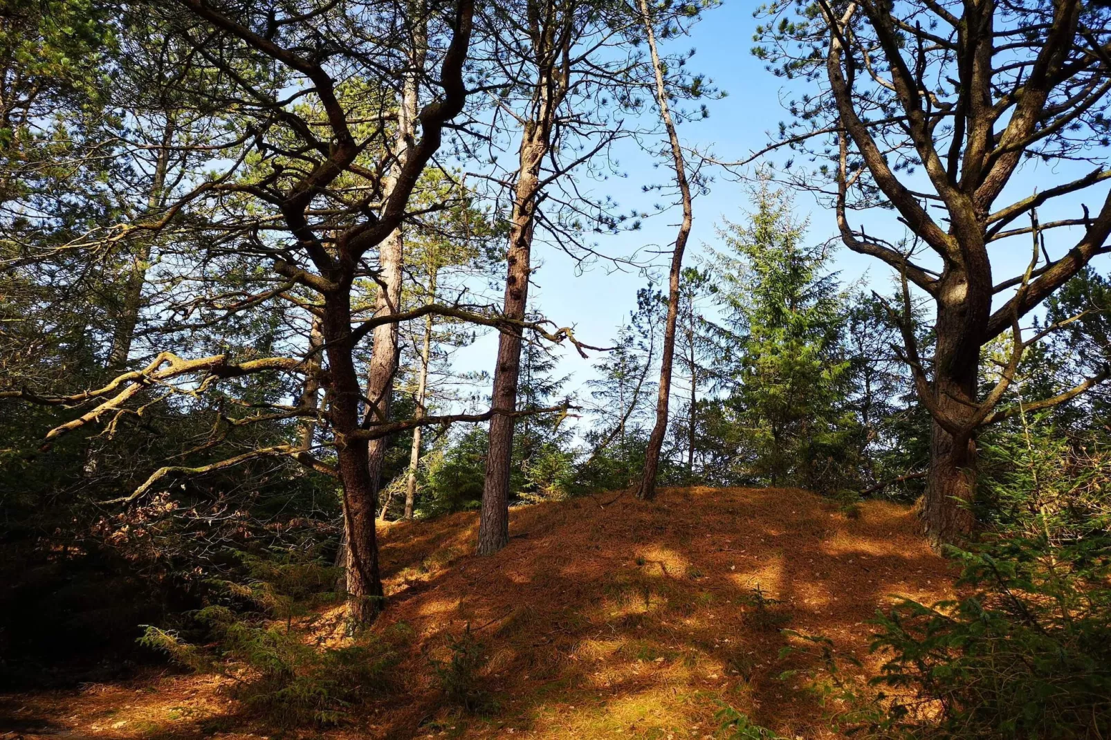 6 persoons vakantie huis in Oksbøl-Niet-getagd