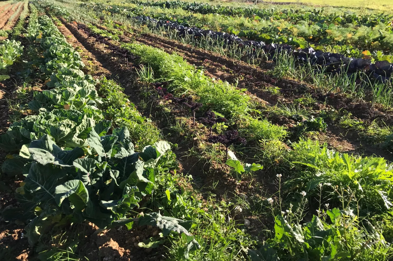 Can Serra-Gebieden zomer 5km