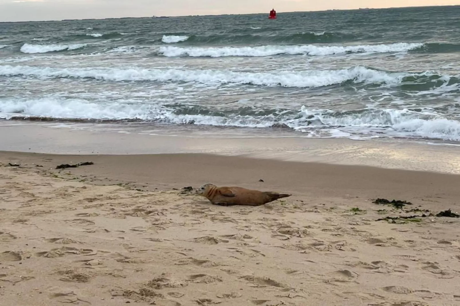 Appartement Duinhof Dishoek 13N - 6 personen-Gebieden zomer 20km