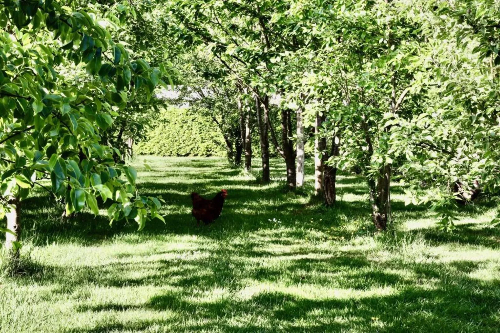 Vakantiepark De Lochemse Berg 2-Gebieden zomer 20km